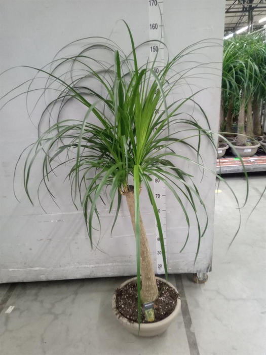 <h4>Beaucarnea recurvata</h4>