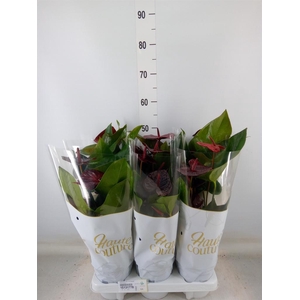 Anthurium andr. 'FC Tranquil'