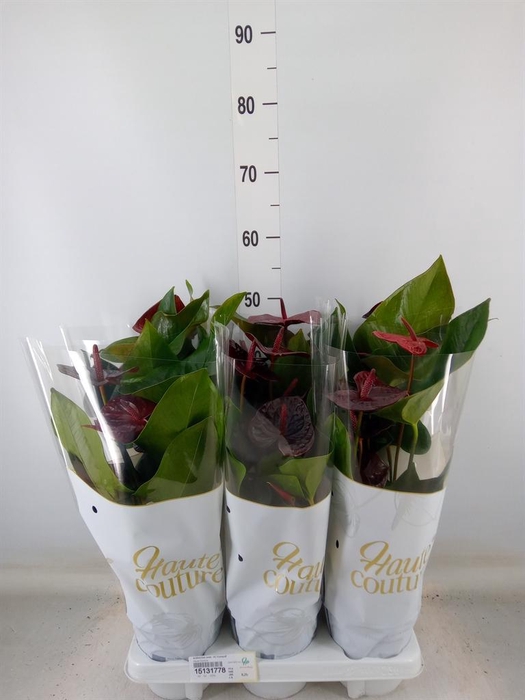 <h4>Anthurium andr. 'FC Tranquil'</h4>