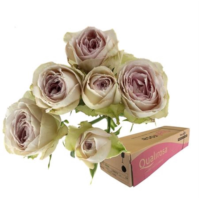 <h4>R Tr Silver Lace -in box</h4>