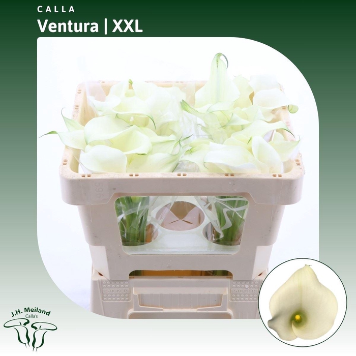 <h4>Calla Ventura | XXL</h4>