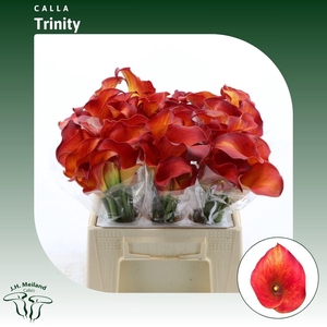 Calla Trinity