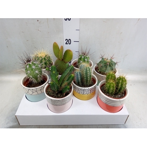 Cactus   ...