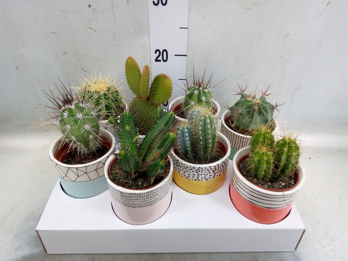 <h4>Cactus   ...</h4>
