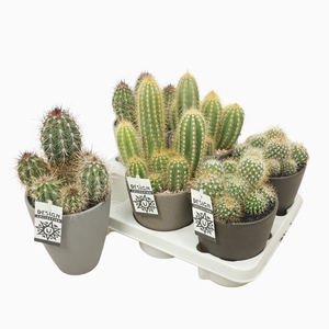 Cactus Gemengd Keramiek Grijs/Bruin