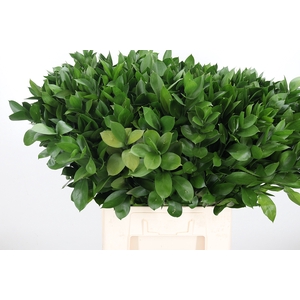 Ruscus