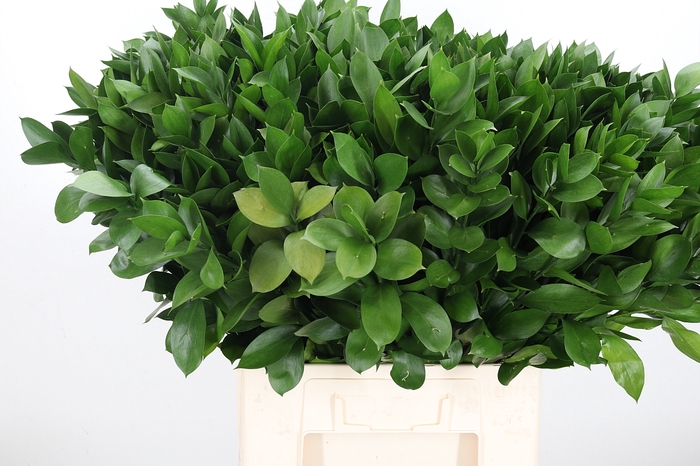 <h4>Ruscus</h4>