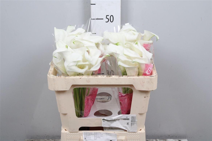 <h4>Zant Capt Ventura</h4>