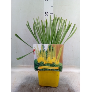 Eremurus   ...