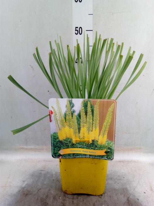 <h4>Eremurus   ...</h4>