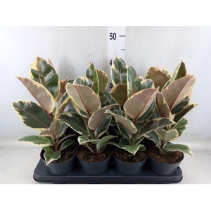 Ficus elastica 'Tineke'