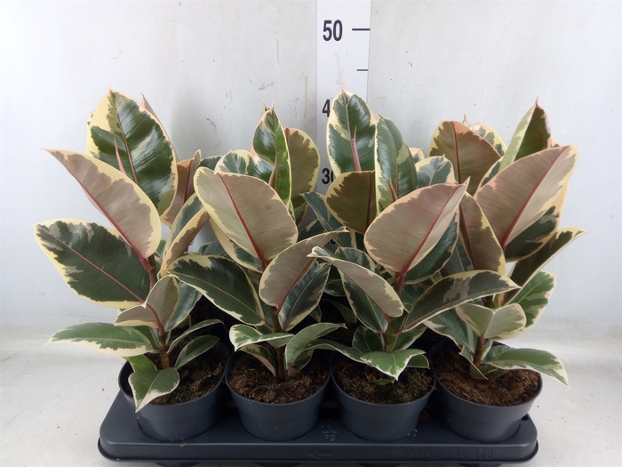 <h4>Ficus elastica 'Tineke'</h4>