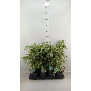 Ficus benja. 'Samantha'