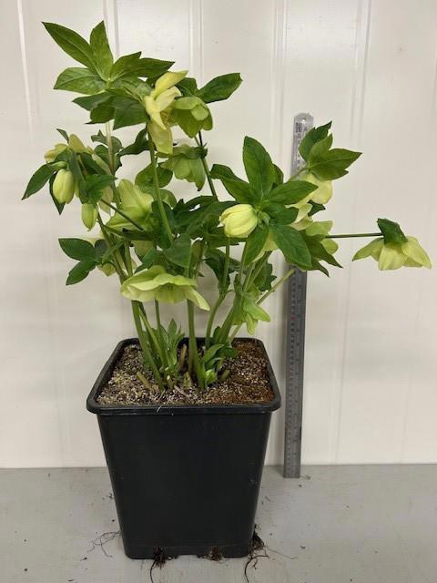 <h4>HELL ORIENTALIS</h4>