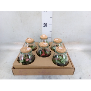 Arr.   Kamerplant Groen H%
