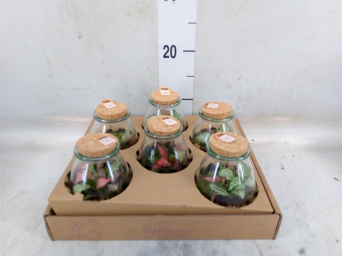 <h4>Arr.   Kamerplant Groen H%</h4>