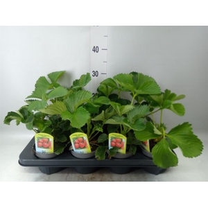Fragaria ananassa 'Elsanta'