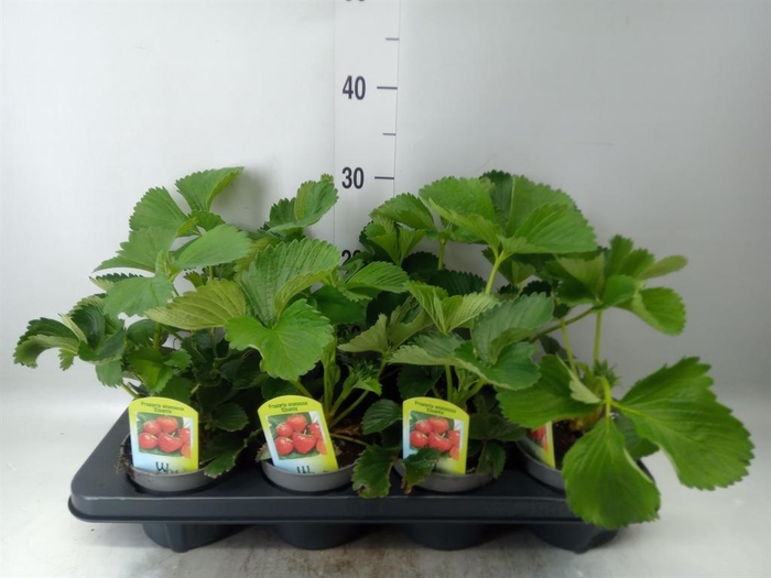 <h4>Fragaria ananassa 'Elsanta'</h4>