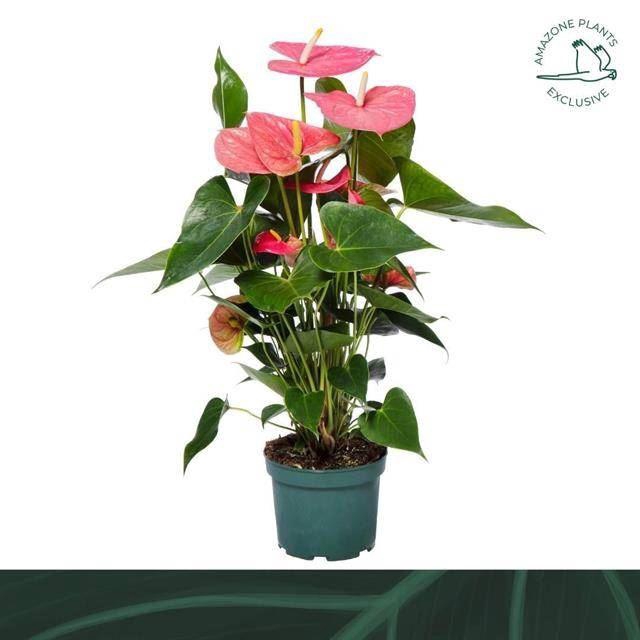 <h4>Anthurium Andr. Colorado</h4>