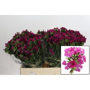 DI BARB AM NEON CHER