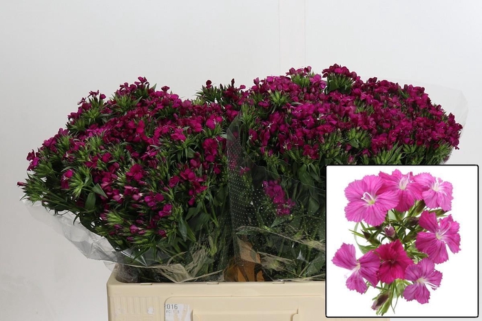 <h4>DI BARB AM NEON CHER</h4>