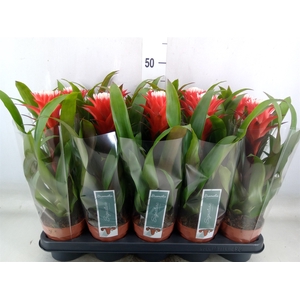 Guzmania  'Hope'