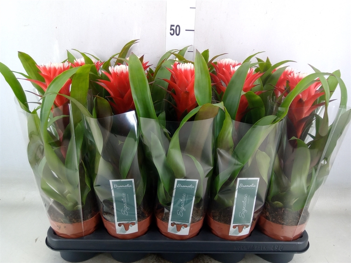 <h4>Guzmania  'Hope'</h4>