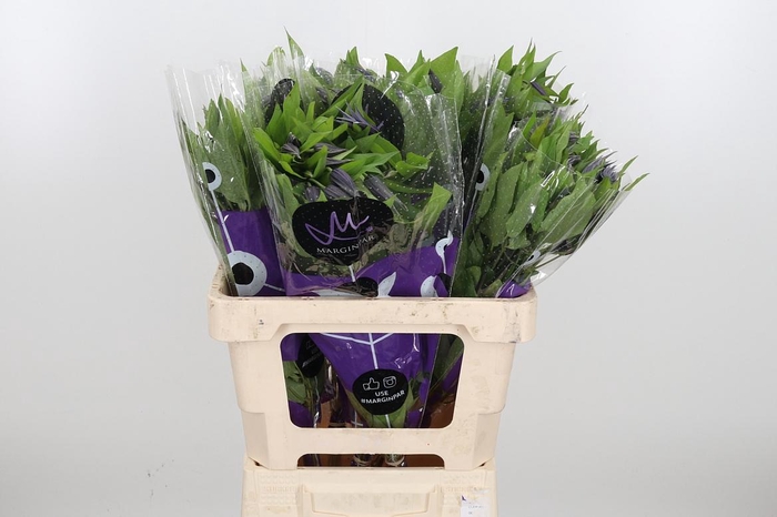 <h4>Clem Amazing Oslo</h4>