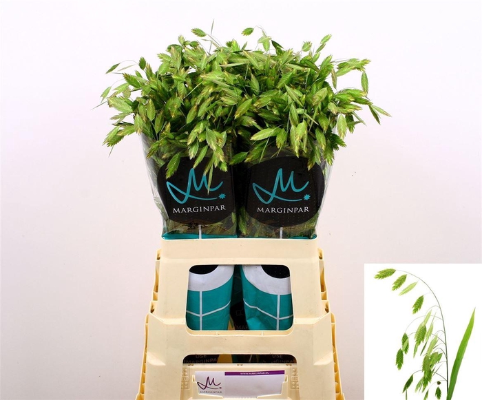 <h4>Chasmanth Latifolium 70 Cm</h4>