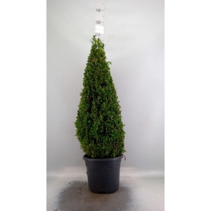 Buxus semp.   ...