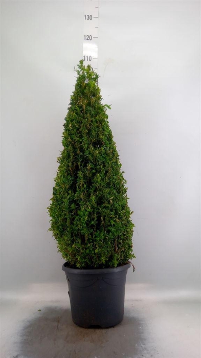 <h4>Buxus semp.   ...</h4>