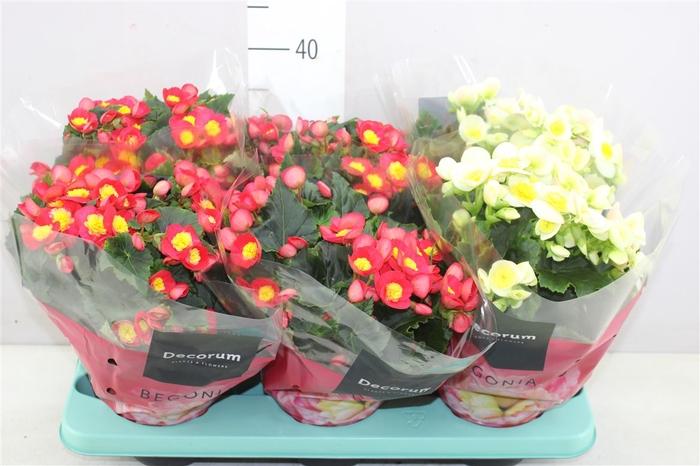 Begonia El Valtentino Gemengd