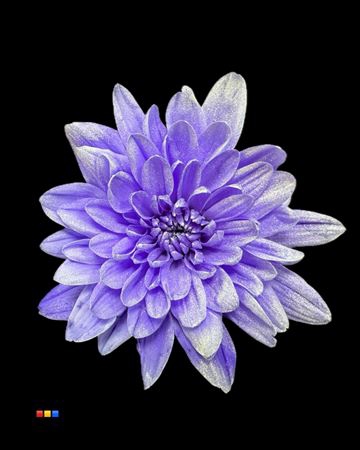 Chr T Baltica Lilac + Satin