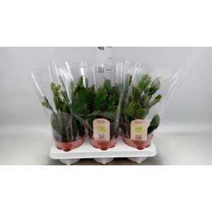 Opuntia
