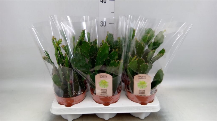 <h4>Opuntia</h4>