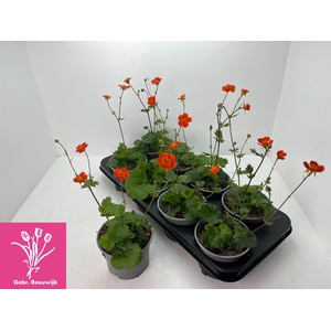 GEUM RIVALE