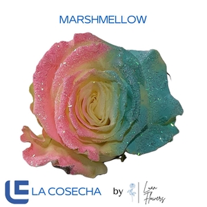 R GR TINTED MARSHMALLOW EQ