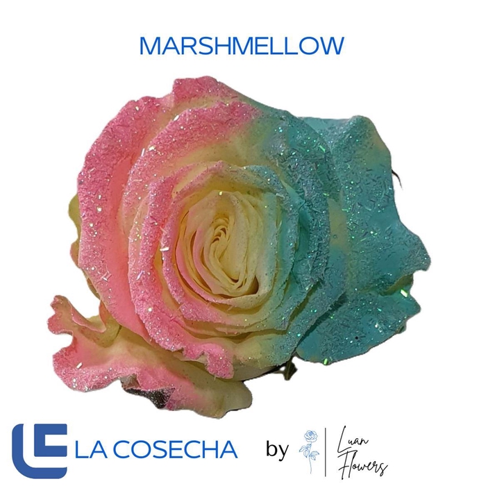 <h4>R GR TINTED MARSHMALLOW EQ</h4>