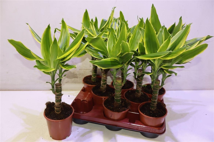 <h4>Dra Frag Gold Coast</h4>