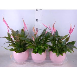 Spathiphyllum  'Bellini'