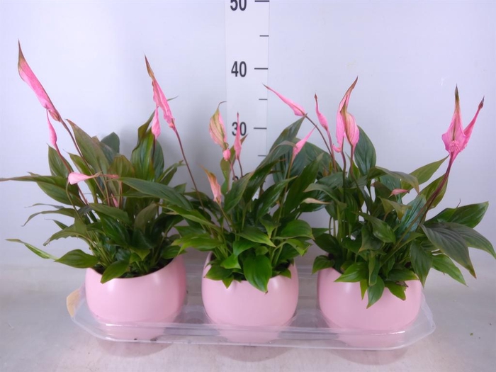 <h4>Spathiphyllum  'Bellini'</h4>