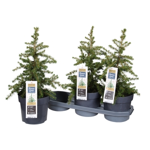 PICEA LITTLE NORDIC