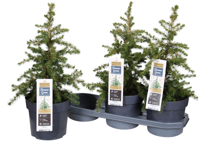 <h4>PICEA LITTLE NORDIC</h4>