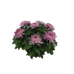 Chrysanthemum  'Cosmo Purple'