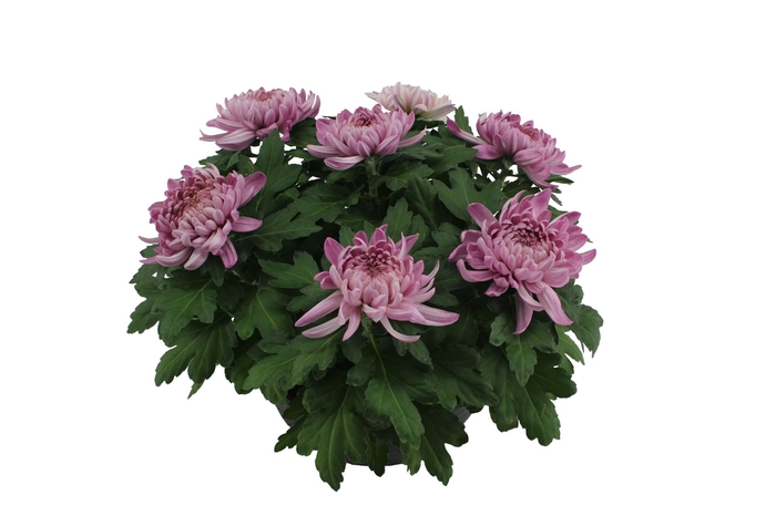 Chrysanthemum  'Cosmo Purple'