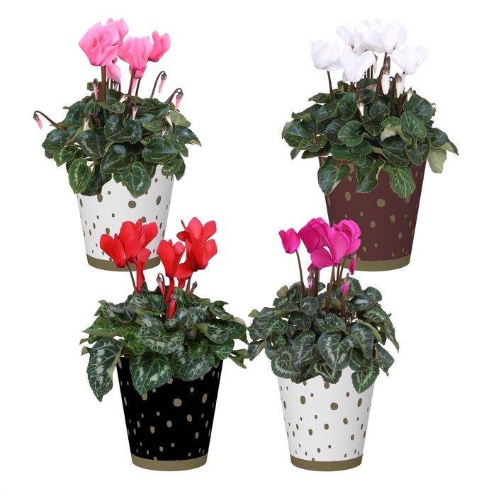 <h4>Collectie 'Glam Empire' - Cyclamen in Smartcup Sparkle</h4>