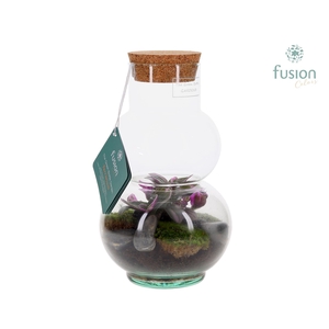 Green BottleOlaf XSmall met Terrarium arrangement