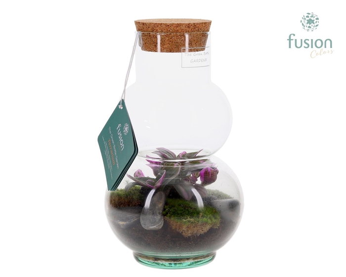 <h4>Green BottleOlaf XSmall met Terrarium arrangement</h4>