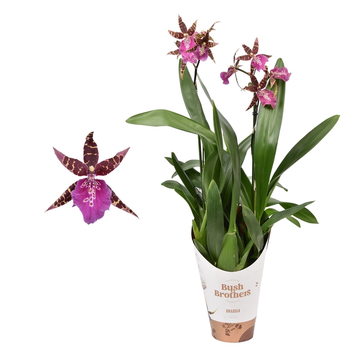 <h4>Brassia Summer Dream</h4>