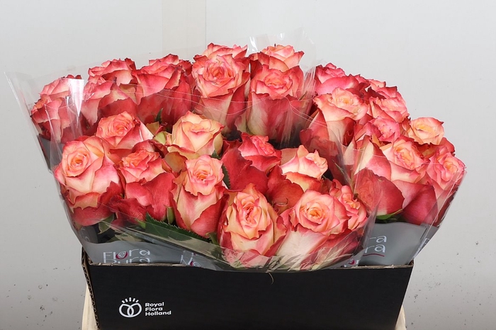 <h4>R Gr Attraction</h4>